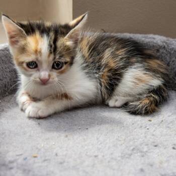 Cholula -  Domestic Short Hair Cat for Adoption in Wichita, Kansas - Cholula | PetCurious