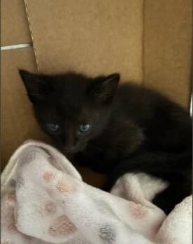 Domestic Short Hair Cats Available for Adoption in Sugar Land, Texas - NIC | PetCurious