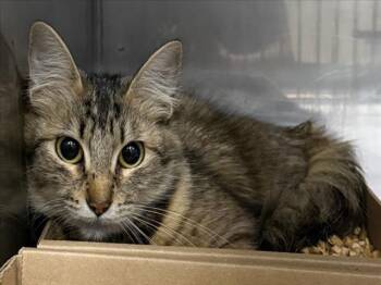 *MAGGIE -  Domestic Short Hair Cat for Adoption in Woodland, California - *MAGGIE | PetCurious