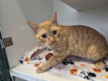 Garfield -  Domestic Short Hair Cat Available for Adoption - Garfield | PetCurious