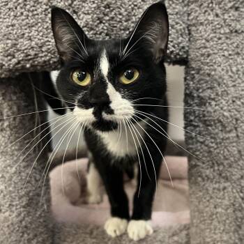 Bumble -  Domestic Short Hair Cat for Adoption in Palmetto, Florida - Bumble | PetCurious