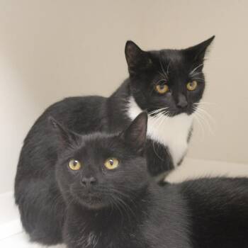Gumboots -  Domestic Short Hair Cat for Adoption in Champaign, Illinois - Gumboots | PetCurious