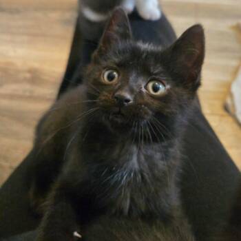 Domestic Short Hair Cats Available for Adoption - Rachel - A Bundle Of Fun & Cuddles! | PetCurious