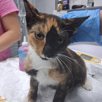 Autumn -  Domestic Short Hair Cat for Adoption in Summerville, South Carolina - Autumn | PetCurious