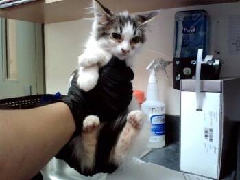 A1053498 -  Domestic Medium Hair Cat for Adoption in Martinez, California - A1053498 | PetCurious