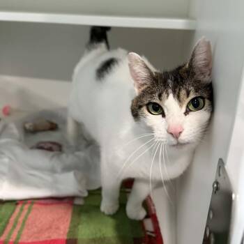 Domestic Short Hair and Tabby Cats Available for Adoption - Nolleen | PetCurious