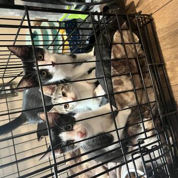 JUNIPER -  Domestic Short Hair Cat for Adoption in Huntington, New York - JUNIPER | PetCurious