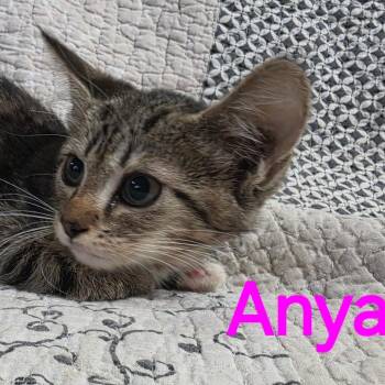Anya -  Domestic Short Hair Cat for Adoption in NEW PT RICHEY, Florida - Anya | PetCurious