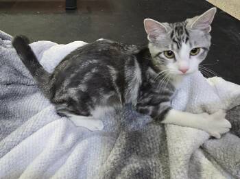 Bow -  Domestic Short Hair Cat for Adoption in Saint Charles, Missouri - Bow | PetCurious