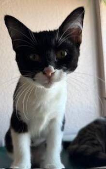 Domestic Short Hair Cats Available for Adoption - Bat Girl | PetCurious