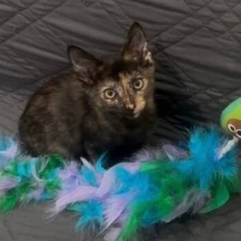 Rescue Domestic Short Hair Cats for Adoption in League City, Texas - Sassy | PetCurious