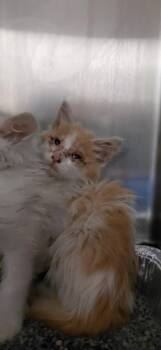 S-1817-25 -  Domestic Short Hair Cat for Adoption in Henderson, North Carolina - S-1817-25 | PetCurious