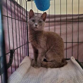 Domestic Short Hair Cats Available for Adoption in North Brunswick Township, New Jersey - Jennings | PetCurious