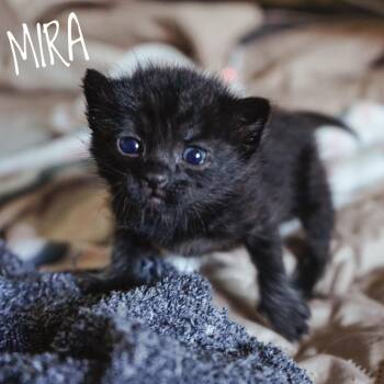 Domestic Short Hair Cats Available for Adoption in Las Vegas, Nevada - Mira | PetCurious