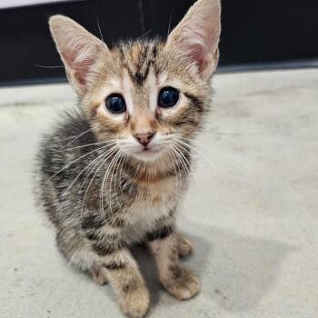 Ellen -  Domestic Short Hair Cat for Adoption in Harlingen, Texas - Ellen | PetCurious