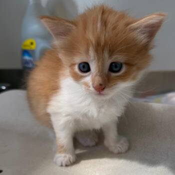 Meg (26-3S-1) -  Domestic Short Hair Cat for Adoption in Rifle, Colorado - Meg (26-3S-1) | PetCurious