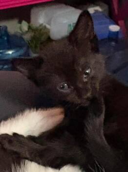 Marla -  Domestic Short Hair and Extra Toes Cat Hemingway Polydactyl Cat for Adoption in Poplar Grove, Illinois - Marla | PetCurious