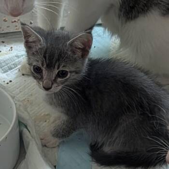 GOUDA -  Domestic Short Hair Cat for Adoption in Ben Avon, Pennsylvania - GOUDA | PetCurious