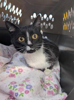 Lizzy -  Domestic Short Hair Cat for Adoption - Lizzy | PetCurious