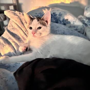Bloo -  Domestic Short Hair Cat for Adoption in Newborn, Georgia - Bloo | PetCurious
