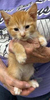 Torchy -  Domestic Short Hair Cat for Adoption in Saint Clairsville, Ohio - Torchy | PetCurious