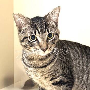 Domestic Short Hair Cats Available for Adoption in Sarasota, Florida - Goose | PetCurious