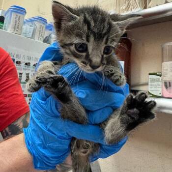 Mochi -  Domestic Short Hair Cat for Adoption in Birmingham, Alabama - Mochi | PetCurious