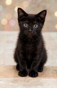 Nikita -  Domestic Short Hair Cat for Adoption in Delray Beach, Florida - Nikita | PetCurious