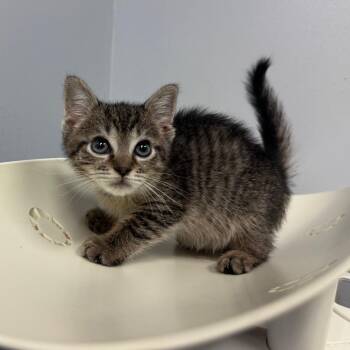 Domestic Short Hair Cats Available for Adoption in Columbus, Georgia - Scylla 6653 | PetCurious