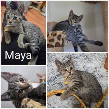 Maya -  Domestic Short Hair Cat for Adoption in Newberg, Oregon - Maya | PetCurious