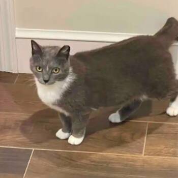 Stella Belle -  Domestic Short Hair Cat for Adoption in Seven Valleys, Pennsylvania - Stella Belle | PetCurious