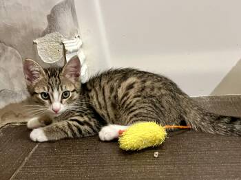 Scuttle -  Domestic Medium Hair Cat for Adoption in San Diego, California - Scuttle | PetCurious
