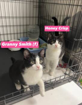 Domestic Short Hair Cats Available for Adoption in Montville, New Jersey - Granny Smith And Honey Crisp  | PetCurious