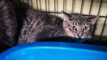 Rescue Domestic Short Hair Cats for Adoption in Auburn, Indiana - Jello Shot | PetCurious