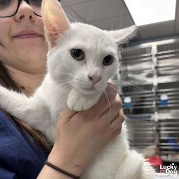 Domestic Short Hair Cats Available for Adoption - Fluffer Nutter | PetCurious