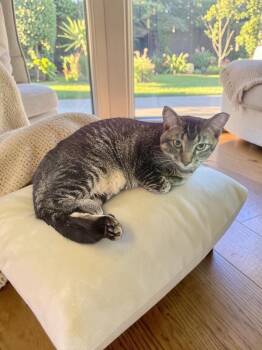 Cashew -  Domestic Short Hair Cat for Adoption in Champaign, Illinois - Cashew | PetCurious