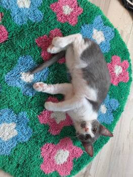 Mai Tai -  Domestic Short Hair Cat for Adoption in San Antonio, Texas - Mai Tai | PetCurious