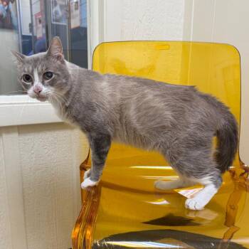 Bowie -  Domestic Short Hair Cat for Adoption in Tulsa, Oklahoma - Bowie | PetCurious