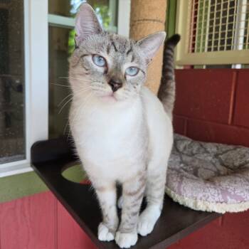 Rescue Domestic Short Hair Cats for Adoption in Kailua-kona, Hawaii - Olaf | PetCurious