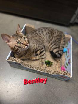 Domestic Short Hair Cats Available for Adoption in Hazlet, New Jersey - Bentley | PetCurious