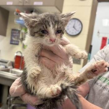 Mittzie -  Domestic Short Hair Cat for Adoption in Asheville, North Carolina - Mittzie | PetCurious