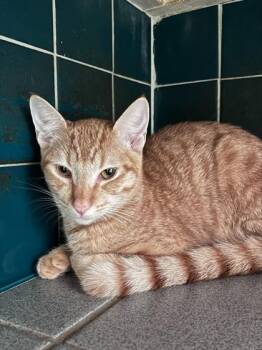 Domestic Short Hair Cats Available for Adoption - Liam | PetCurious