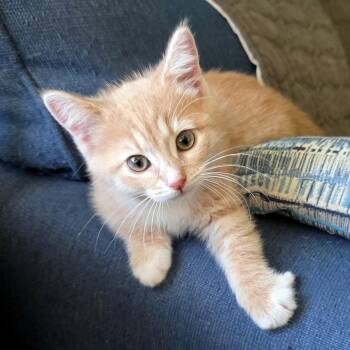 Domestic Short Hair Cats Available for Adoption in Mission Viejo, California - Reggae | PetCurious