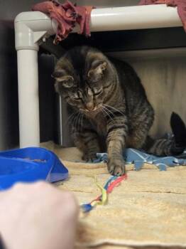 Hamburger Helper -  Domestic Short Hair Cat for Adoption in Westland, Michigan - Hamburger Helper | PetCurious