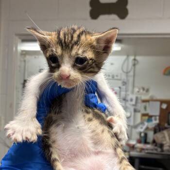 Paul -  Domestic Short Hair Cat for Adoption in Edinburg, Texas - Paul | PetCurious
