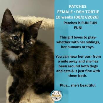 Patches -  Domestic Short Hair Cat for Adoption in Clive, Alberta - Patches | PetCurious