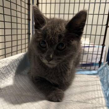IVHS-Stray-140045 -  Domestic Short Hair Cat for Adoption in San Gabriel, California - IVHS-Stray-140045 | PetCurious