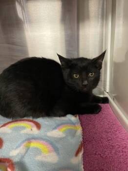 Domestic Short Hair Cats Available for Adoption - Cranberry | PetCurious