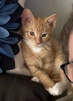 Rescue Domestic Short Hair Cats for Adoption in New York, New York - Berlioz The Purrfect Baby Boy | PetCurious