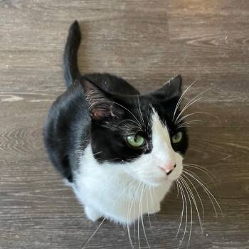 Domestic Medium Hair Cats Available for Adoption in Nashville, Tennessee - Bat-Man | PetCurious